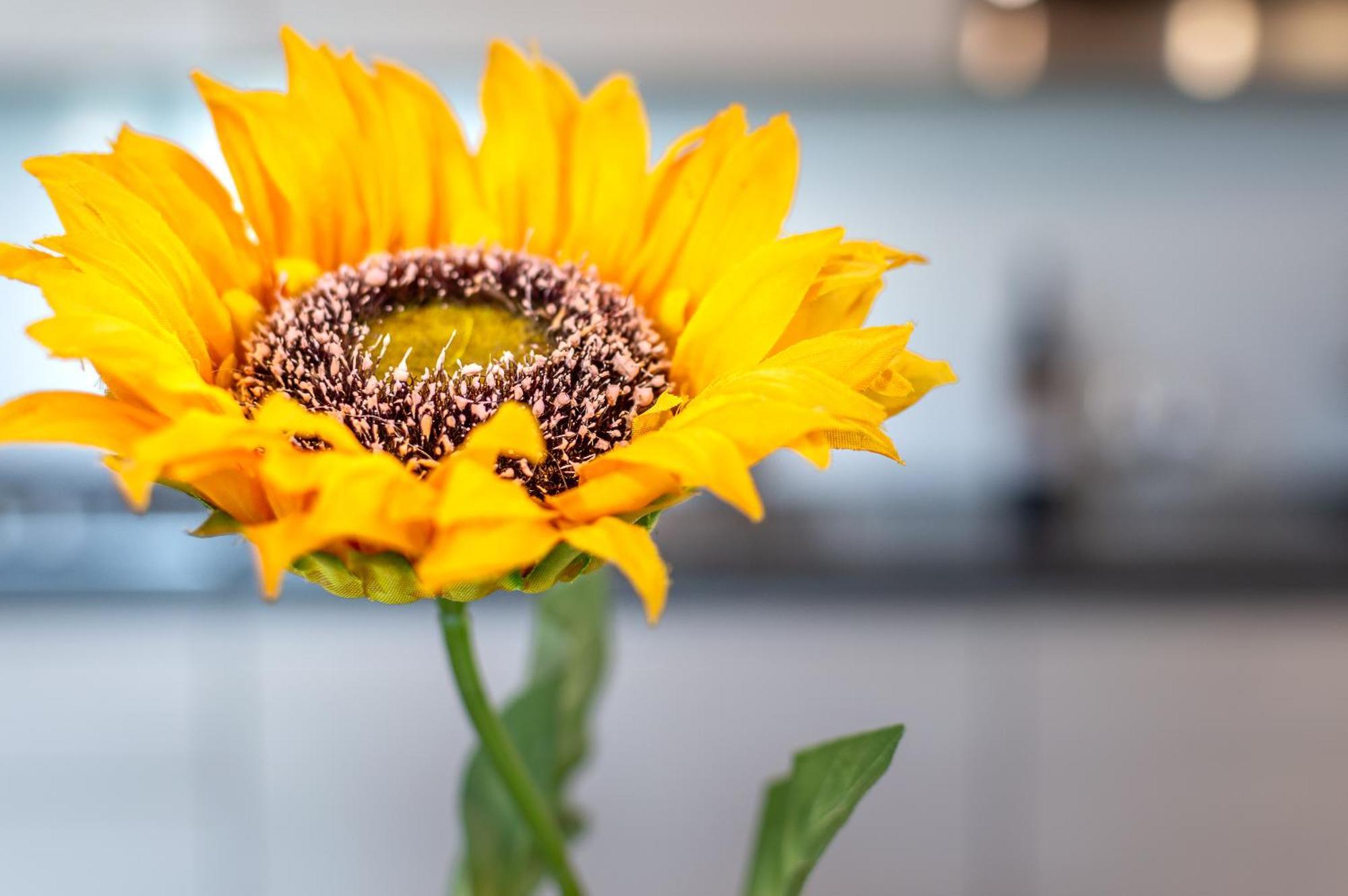 Willa Sunflower Con Vista Su Siena Corsano  Zewnętrze zdjęcie